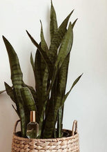 Load image into Gallery viewer, Boho Roller