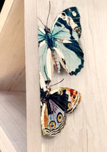 Load image into Gallery viewer, 3-D Butterfly Shelf with Gold Detail